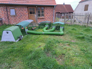 Guinea pig summer quarters for 4 animals, is moved regularly