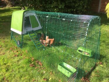 The coop can be easily moved to offer fresh patches of grass to your chickens