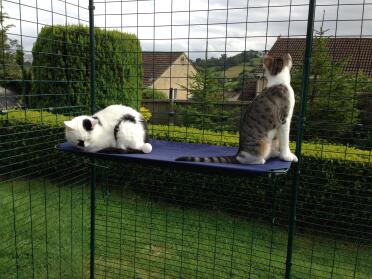 Sharing a shelf 