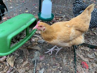 Our BO is checking out the feeder!