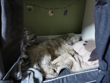 Dog sleeping in Fido Studio dog crate furniture