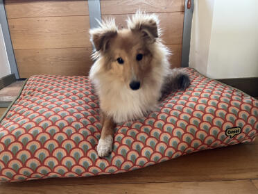 Finn (6 months) says ‘thank you’ for his cushion bed - he loves it 👍