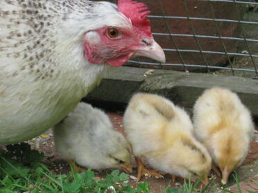 Chicken with its chicks