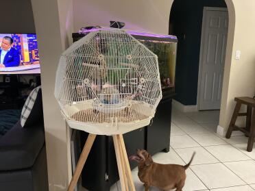 My cage 