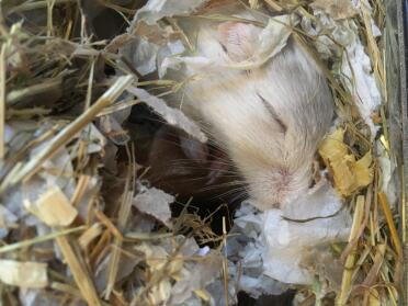 Adorable sleeping Belle!