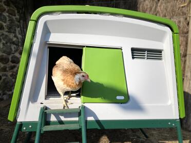 Chicken coming out of green Eglu Cube large chicken coop