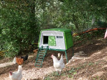 Green Omlet Eglu Cube large chicken coop with chickens