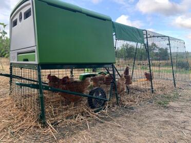 Omlet green Eglu Cube large chicken coop and run with chickens