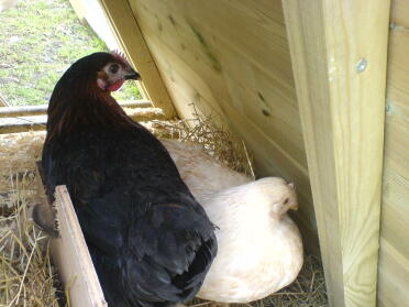 chucky and griffin in their new ark