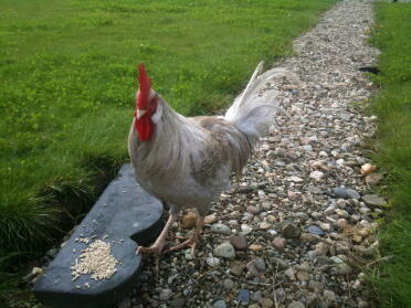 Lavender Barred Leghorn 