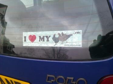 I love my chickens sticker on car