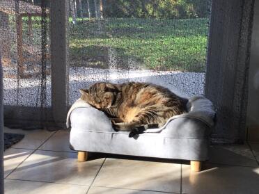 Cat sleeping on Omlet grey bolster cat bed with round wooden feet