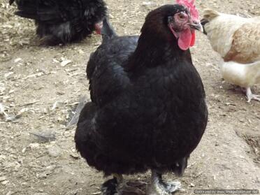 Copper Black Marans Hen