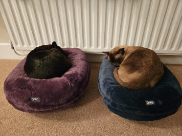 Mother and son snoozing in their donuts!