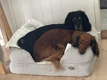 Our 2 dachshunds in the small dog bed with memory foam. they also have a medium dog bed in memory foam, which we bought as there was a fight for the small one :-)