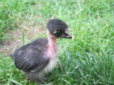 weedy chick on the grass