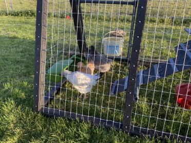 Happy chicken’s enjoying breakfast 