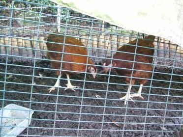 new chickens