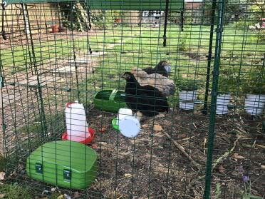 My three pekin bantams on their perch. they love it !