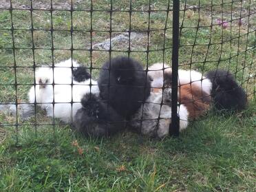 Silkie chickens are well protected behind our chicken fencing