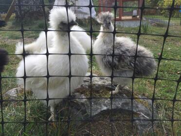 Silkie chickens are well protected behind the chicken fencing