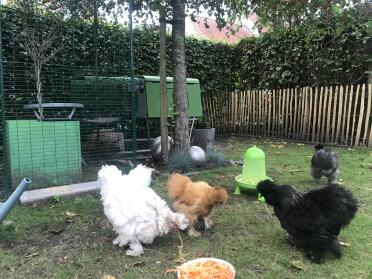 Our chickens love spaghetti!