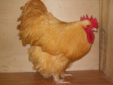 Buff Orpington Male