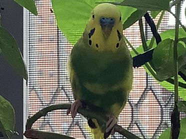 Lemon Outside On A Hot Summer Day 