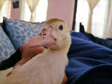 What a happy duck!