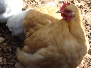 Buff Pekin Hen