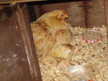 custard cream and her chicks