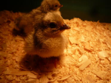 Lavender Pekin chick