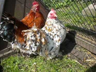 Mille Fleur Pekin Pair