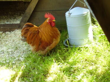 Muffin, our home bred ginger pekin cockerel