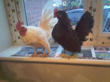 2 chickens posing