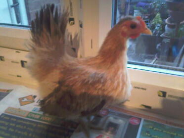 Chicken posing by window