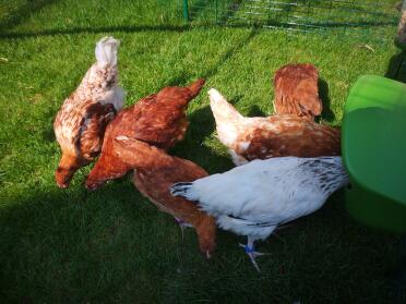 Pile up at the feeder