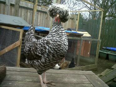 cuckoo polish hen