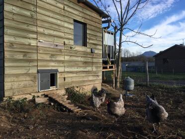 Omlet grey automatic chicken coop door attached wooden chicken coop