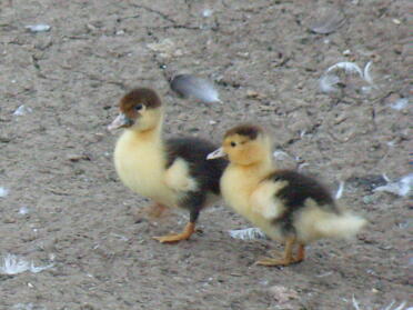 Two chicks