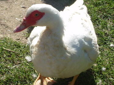 Duck in garden