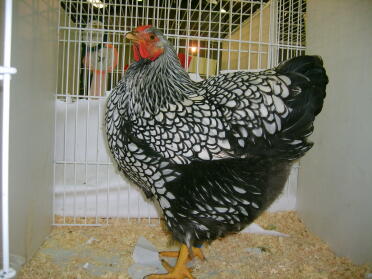 Chicken posing