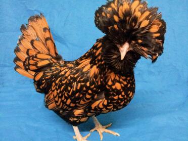 Bearded Gold Laced Polish Pullet