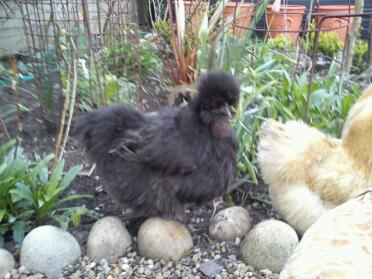 Black bearded silkie