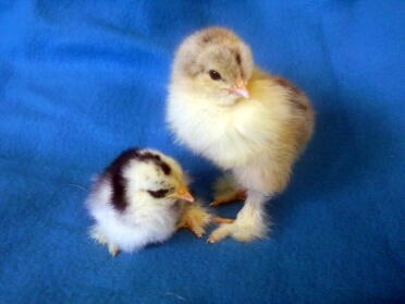 Brahma and Pekin Chicks