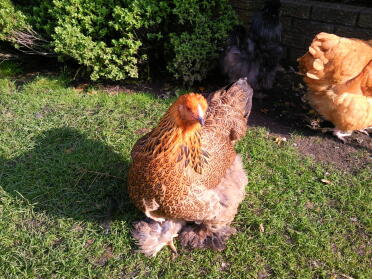 Gold Partridge Brahma Pullet