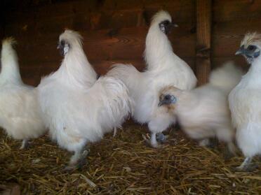 Lots of silkies!