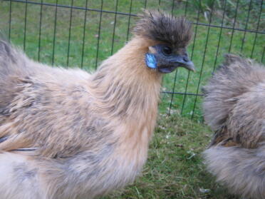 Partridge Silkie 