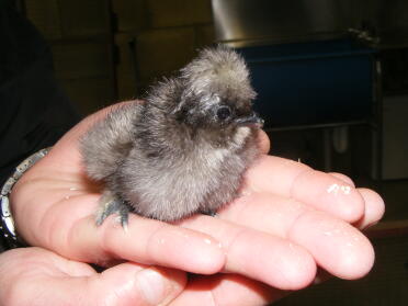 silkie chick