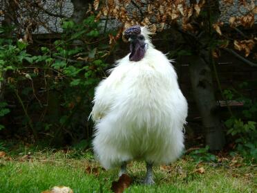 Silkie cockerel, Bentley, looking proud.